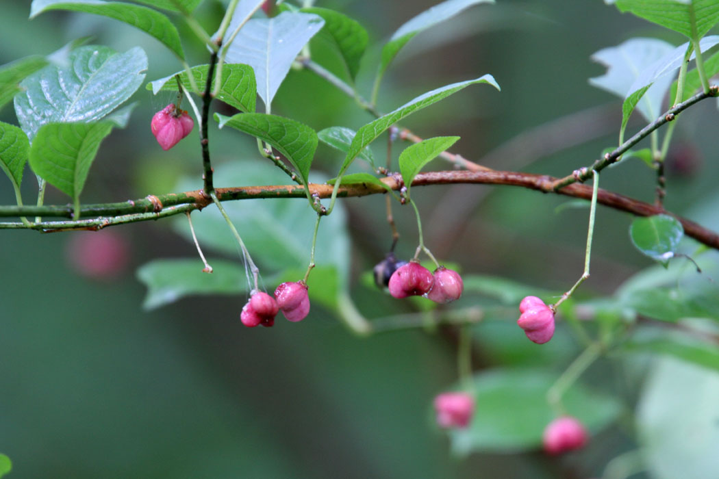 秋の戸隠森林植物園です。鳥も花も少ないけど人も少なく、静かな森が楽しめます。疲れたら近くのおそば屋さん「なおすけ」さんがお勧め。